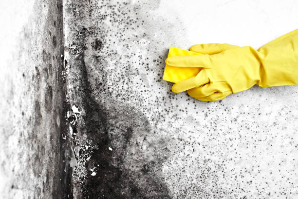 Professional Mold Removal in Lillington, NC