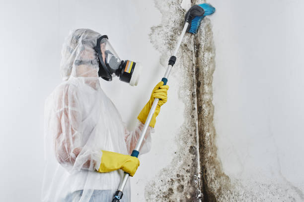 Best Residential Mold Removal  in Lillington, NC