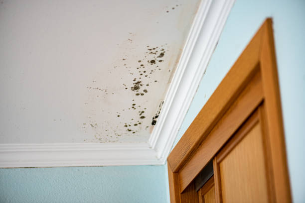 Best Crawl Space Mold Removal  in Lillington, NC