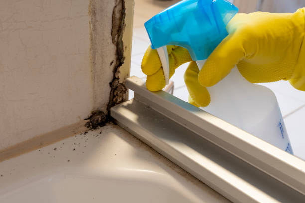 Best Certified Mold Removal  in Lillington, NC