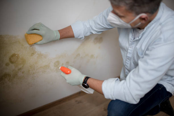 Best Commercial Mold Removal  in Lillington, NC