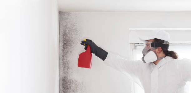 Best Mold Removal Company Near Me  in Lillington, NC