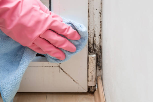 Crawl Space Mold Removal in Lillington, NC