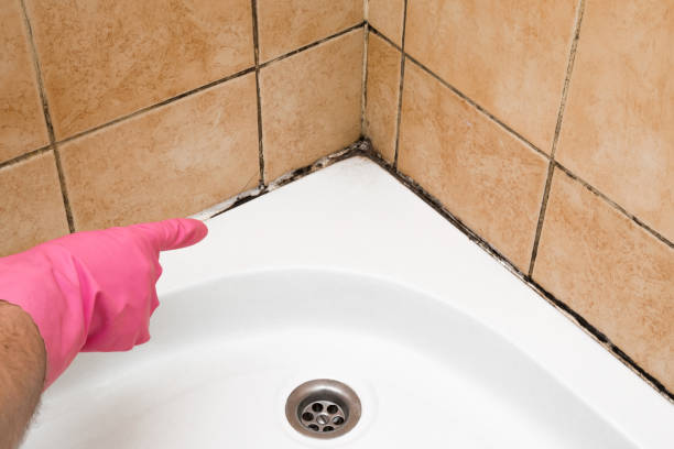 Best Commercial Mold Removal  in Lillington, NC